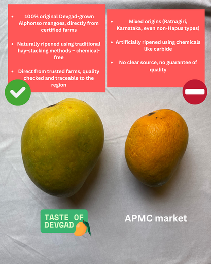 Premium Devgad Hapus Mangoes - Direct from Konkan Farms