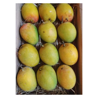 Premium Devgad Hapus Mangoes - Direct from Konkan Farms
