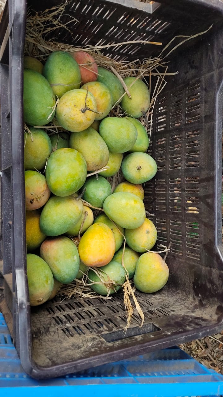 Premium Devgad Hapus Mangoes - Direct from Konkan Farms