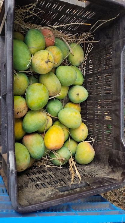 Premium Devgad Hapus Mangoes - Direct from Konkan Farms