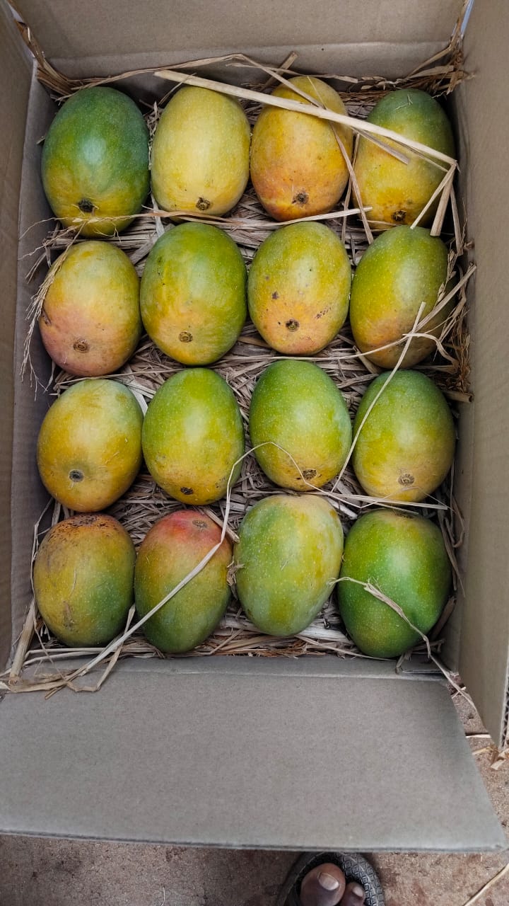 Premium Devgad Hapus Mangoes - Direct from Konkan Farms