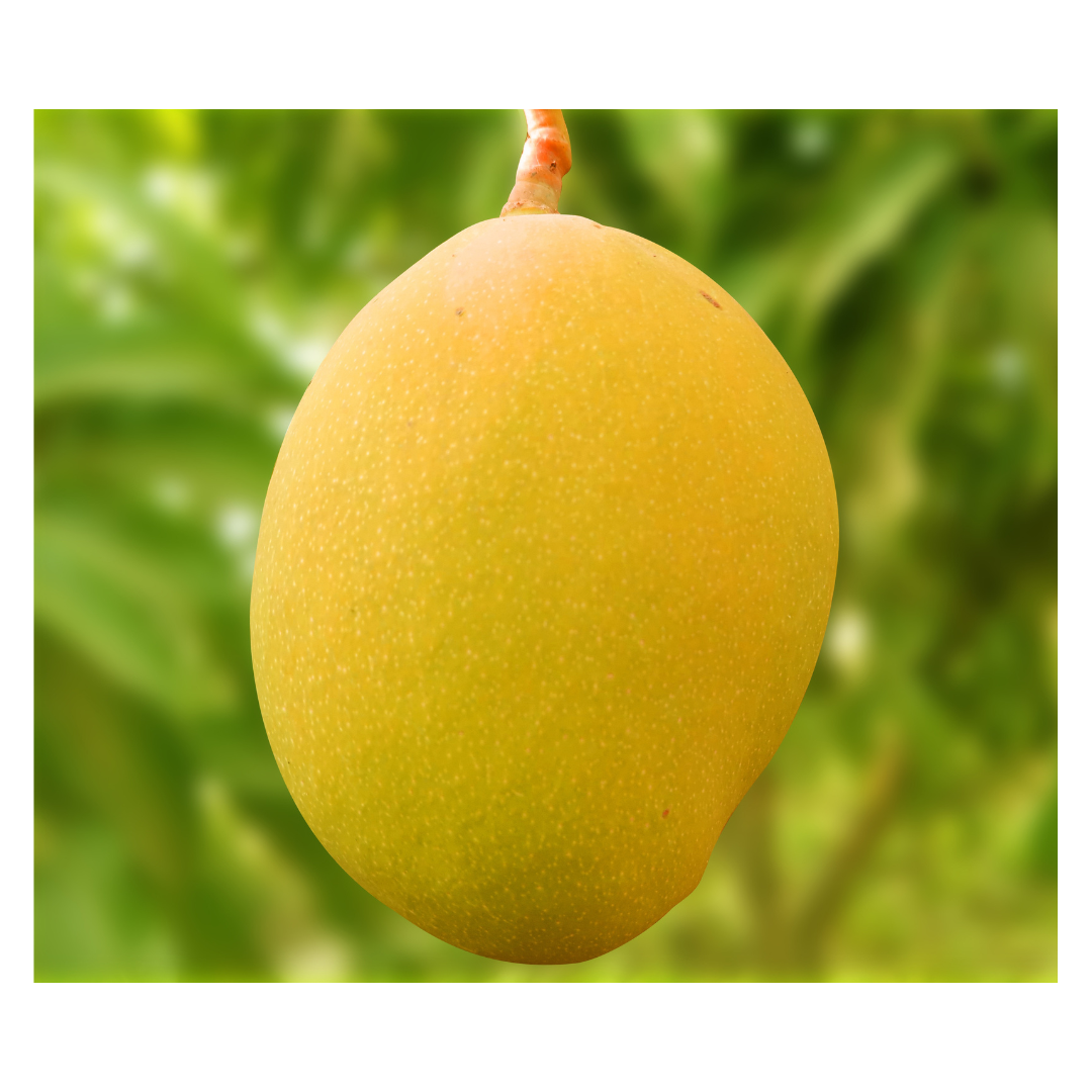 Premium Devgad Hapus Mangoes - Direct from Konkan Farms