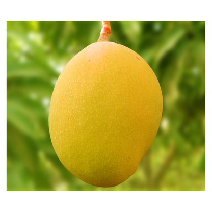 Premium Devgad Hapus Mangoes - Direct from Konkan Farms